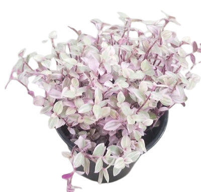 4" Tradescantia Pink Panther